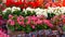 Many seedlings of flowering bushes of colorful begonia in pots in a flower shop
