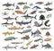 Many Sharks Species of the World Cute Cartoon Vector