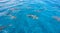 Many sharks swim under the surface of blue ocean water