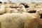 Many sheep crowded together in a corral before being sheared