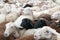 Many sheep crowded together in a corral before being sheared