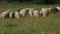 Many sheep graze on the field, a herd of ewe eat green grass, birds fly