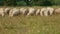 Many sheep graze on field, a herd of ewe eat green grass, summer Sunny weather