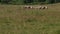 Many sheep graze on the field, a herd of ewe running through the green grass