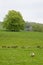 Many Sheep in a Green Meadow in Ireland