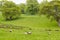 Many Sheep in a Green Meadow in Ireland