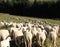 Many sheep with long white fleece grazing on mountain meadows