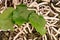 Many silkworms eating mulberry leaves