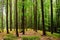 Many slender tree trunk in beech forest