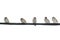 many small birds Sparrow sitting on wires against a white isolated sky