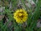 Many small black bugs beetle on a yellow blossom of a dandelion flower