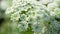 Many small blooming flowers large inflorescence green stem blurry white spots