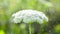 Many small blooming flowers large inflorescence green stem blurry white spots