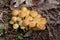 many small brown yellow toadstool mushrooms on the ground