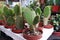 Many small decorative cacti. Cactus breeding at home