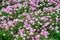 Many small delicate pink flowers of Gypsophila elegans, commonly known as showy baby`s-breath isolated on white background, beauti