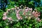 Many small delicate vivid pink carnation flowers (Dianthus caryophyllus) in a garden in a sunny summer day, beautiful