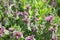 Many small flowers on a background of blurred green foliage.