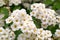 Many Small Flowers Closeup, White Flower Macro Photo, Detailed Flowers Pistils and Stamens