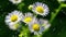 Many small flowers small white petals yellow stamen green stem green background
