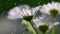 Many small flowers small white petals yellow stamen green stem green background