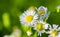 Many small flowers small white petals, yellow stamen green stem green background