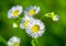 Many small flowers small white petals, yellow stamen green stem green background