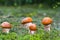 Many small leccinum grows