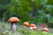 Many small leccinum mushrooms grows