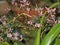 Many small pink flowers on the branches of the Orchid.   Small, multicolored flowers are blooming.