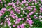 Many small pink flowers of Gypsophila elegans, commonly known as showy baby`s-breath and green leaves in a spring garden, beautifu