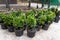 Many small plastic pots with fresh evergreen buxus boxwood bushes prepared for planting at ornamental garden along house