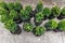 Many small plastic pots with fresh evergreen buxus boxwood bushes prepared for planting at ornamental garden along house