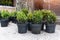 Many small plastic pots with fresh evergreen buxus boxwood bushes prepared for planting at ornamental garden along house