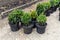 Many small plastic pots with fresh evergreen buxus boxwood bushes prepared for planting at ornamental garden along house