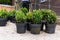 Many small plastic pots with fresh evergreen buxus boxwood bushes prepared for planting at ornamental garden along house