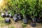 Many small plastic pots with rhododendron azalea flower bushes prepared for planting ornamental garden meadow sunny day