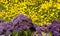 Many small purple and yellow flowers background.