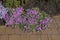 many small red flowers with ornamental plants on the stone brown sidewalk