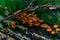 Many small red orange mushrooms, poisonous toadstools grow on tree covered with green moss in a damp forest