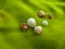 Many small striped shells lying on a soft bright green towel