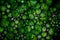 Many small succulent succulents Sempervivum arachnoideum. Natural red-green background