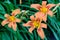 Many small vivid orange red flowers of Lilium or Lily plant in a British cottage style garden in a sunny summer day, beautiful