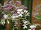 Many small white flowers with a bright middle on the branches of the Orchid.   Small, multicolored flowers are blooming.