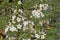 Many small white water violet flowers on high stems in a creek