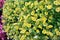 Many small white and yellow Petunia axillaris flowers in a garden pot in a sunny spring day, beautiful monochrome outdoor floral b