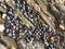 Many small wild mussels growing on a rock at Scousburgh Spiggie Beach in Shetland, UK.