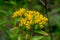 Many small yellow buds on a flower