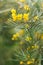 Many small yellow flowers senna artemisioides