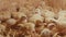 Many small yellow quail chicks in a cage